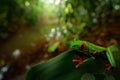 Red-eyed Tree Frog in nature habitat, animal with big red eyes, above river in the forest. Frog from Costa Rica, wide angle lens. Royalty Free Stock Photo