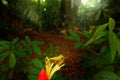 Red-eyed Tree Frog in nature habitat, animal with big red eyes, above river in the forest. Frog from Costa Rica, wide angle lens. Royalty Free Stock Photo