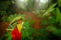 Red-eyed Tree Frog in nature habitat, animal with big red eyes, above river in the forest. Frog from Costa Rica, wide angle lens. Royalty Free Stock Photo