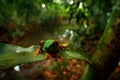 Red-eyed Tree Frog, nature habitat, animal with big red eyes, in forest river. Frog from Costa Rica, wide angle lens. Beautiful fr Royalty Free Stock Photo