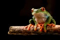 Red eyed tree frog at night Royalty Free Stock Photo