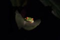 Red-Eyed Tree Frog in Palm Leaf
