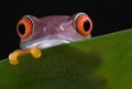 Red-eyed tree frog peek-a-boo 2 Royalty Free Stock Photo