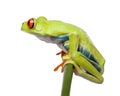 Red-eyed Tree Frog perched on grass, Agalychnis callidryas Royalty Free Stock Photo