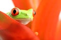 Red-eyed tree frog on plant Royalty Free Stock Photo