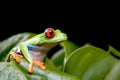 Red-eyed tree frog on plant Royalty Free Stock Photo