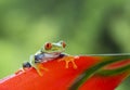 Red-eyed tree frog on plant Royalty Free Stock Photo