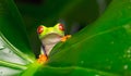 Red eyed tree frog Royalty Free Stock Photo