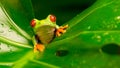 Red eyed tree frog Royalty Free Stock Photo