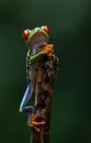 Red-eyed Tree Frog in Costa Rica Royalty Free Stock Photo