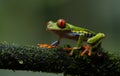 Red-eyed Tree Frog in Costa Rica Royalty Free Stock Photo