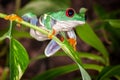 Red eyed tree frog ready to jump Royalty Free Stock Photo