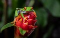 Red Eyed Tree Frog Royalty Free Stock Photo