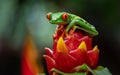 Red Eyed Tree Frog Royalty Free Stock Photo