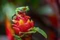 Red Eyed Tree Frog Royalty Free Stock Photo