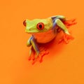 Red eyed tree frog with red eyes leaning forward on orange background ready to jump Royalty Free Stock Photo