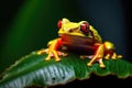 a red-eyed tree frog resting on a leaf