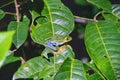 A Red-eyed Tree Frog in Rio Celeste, Costa Rica Royalty Free Stock Photo