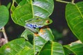 A Red-eyed Tree Frog in Rio Celeste, Costa Rica Royalty Free Stock Photo