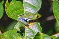 A Red-eyed Tree Frog in Rio Celeste, Costa Rica Royalty Free Stock Photo