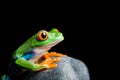 Red-eyed tree frog on a rock isolated Royalty Free Stock Photo