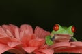 Red eyed tree frog sat on flower Royalty Free Stock Photo