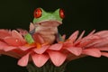 Red eyed tree frog sat on flower Royalty Free Stock Photo