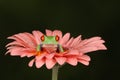 Red eyed tree frog sat on flower Royalty Free Stock Photo