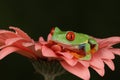 Red eyed tree frog sat on top of salmon petals Royalty Free Stock Photo