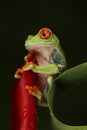 red eyed tree frog sat inside flower Royalty Free Stock Photo