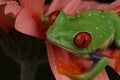 Red eyed tree frog sat on top of salmon petals Royalty Free Stock Photo