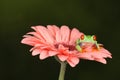 Red eyed tree frog sat on top of salmon petals Royalty Free Stock Photo