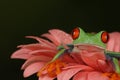 Red eyed tree frog sat on top of salmon petals Royalty Free Stock Photo