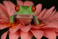 Red eyed tree frog sat on top of salmon petals Royalty Free Stock Photo