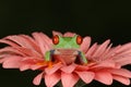 Red eyed tree frog sat on top of salmon petals Royalty Free Stock Photo