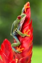 Red eyed tree frog sitting on bromeliad flower Royalty Free Stock Photo