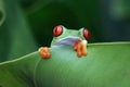 Red-eyed tree frog sitting on green leaves