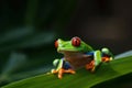 Red-eyed tree frog sitting on green leaves. Generative AI Royalty Free Stock Photo