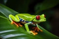 Red-eyed tree frog sitting on green leaves. Generative AI Royalty Free Stock Photo