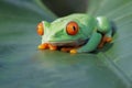 Red-eyed tree frog sitting on green leaves Royalty Free Stock Photo