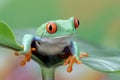 Red-eyed tree frog sitting on green leaves Royalty Free Stock Photo