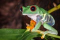 Red eyed tree frog sitting on the pitcher plant stem Royalty Free Stock Photo