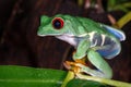 Red eyed tree frog sitting on the pitcher plant stem Royalty Free Stock Photo