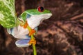 Red eyed tree frog sitting on the plant mast Royalty Free Stock Photo