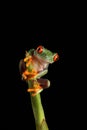 Red Eyed Tree Frog - Studio Captured Image