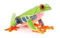 Red eyed tree frog, a tropical animal agalychnis callidrias Royalty Free Stock Photo