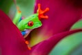 Red eyed tree frog from the tropical jungle of Costa RIca Royalty Free Stock Photo