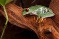 Red eyed tree frog in tropical rain forest Royalty Free Stock Photo