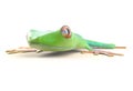 Red eyed tree frog from tropical rainforest of Costa Rica isolated on white. Agalychnis callidrias. 3d illustration Royalty Free Stock Photo