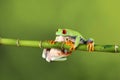 Red Eyed Tree Frog - Studio Captured Image